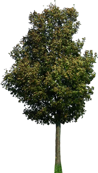 Apfelbaum