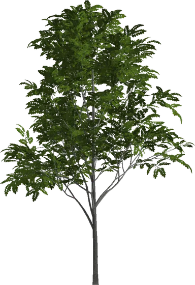 Eberesche