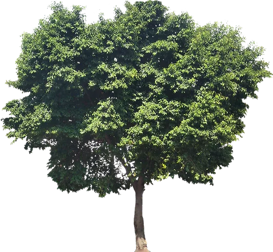 Feigenbaum