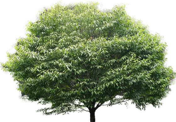 Hainbuche