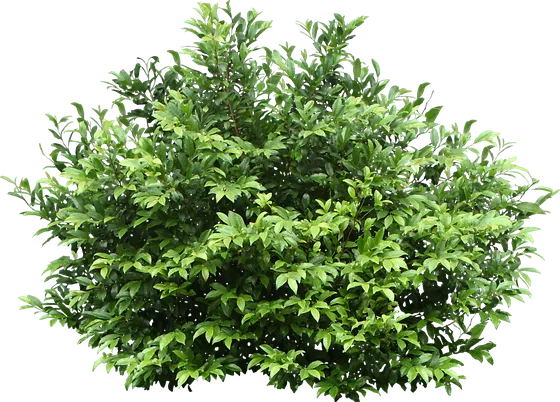 Haselbaum