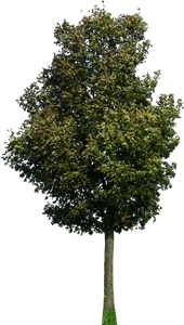 Apfelbaum