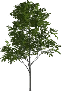 Eberesche