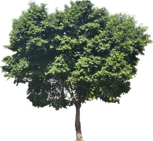 Feigenbaum