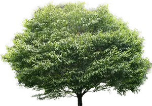 Hainbuche