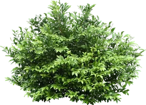 Haselbaum