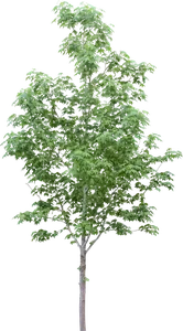 Nussbaum