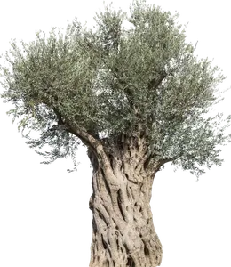 Olivenbaum