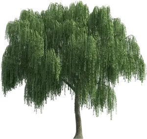 Weidenbaum