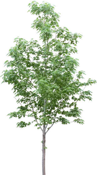 Nussbaum