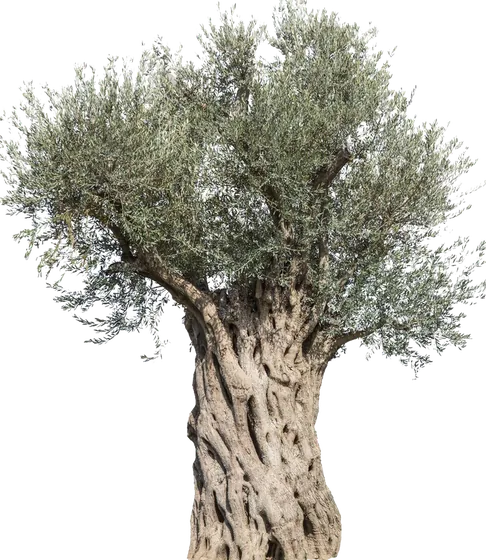 Olivenbaum