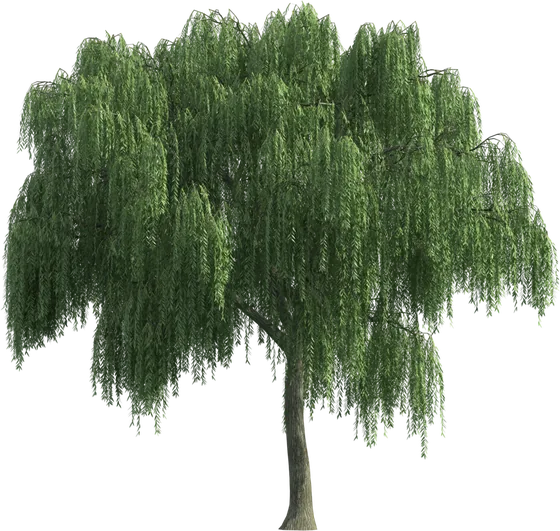 Weidenbaum