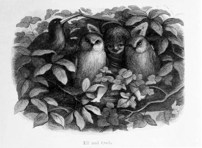 Elf und Eulen – Richard Doyle, aus „In Fairyland“, 1870.