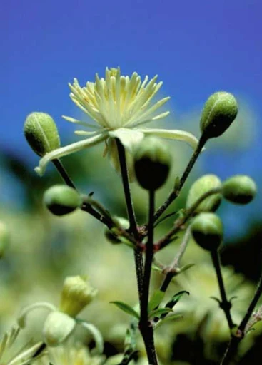 Clematis – Gemeine Waldrebe