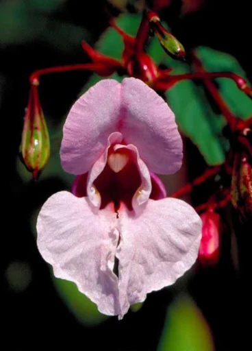 Impatiens – Drüsentragendes Springkraut