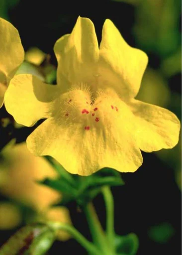 Mimulus – Gefleckte Gauklerblume