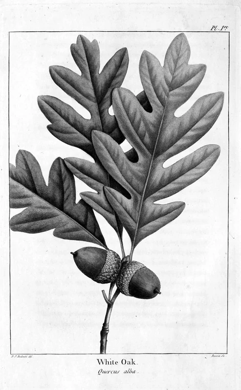 Die Eiche, botanische Tafel. Sie steht in der höchsten Klasse des irischen Baumrechts.