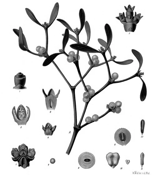 Die Mistel, botanische Tafel aus Köhlers Medizinal-Pflanzen. Sie wächst auf dem Baum, ohne die Erde zu berühren – das machte sie den Druiden besonders.